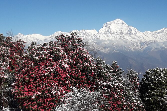 Pokhara: Poon Hill Ghorepani Short Trek - What the $290 price really covers
