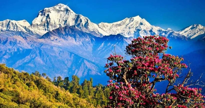 Pokhara: Poon Hill Trek - Day three: Poon Hill sunrise and the long route to Ghandruk