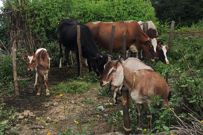 Ranikot Village Hiking in Kathmandu - Traditional vegetarian lunch keeps the day grounded